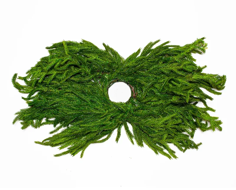 Full green evergreen candle ring isolated on a white background