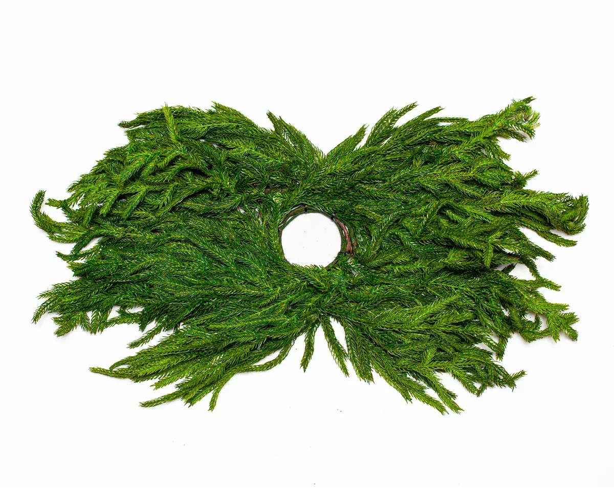 Full green evergreen candle ring isolated on a white background